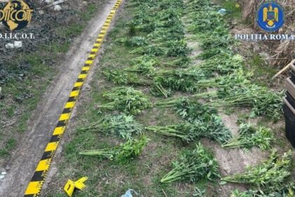 o cultura cu zeci de plante de canabis descoperita in arad trei suspecti au ajuns dupa gratii video 69afdbfeda212