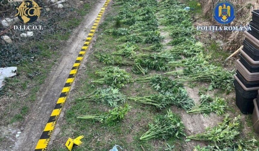 o cultura cu zeci de plante de canabis descoperita in arad trei suspecti au ajuns dupa gratii video 69afdbfeda212