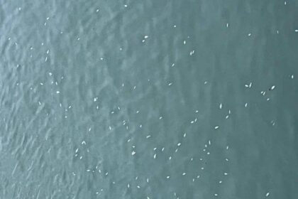 sute de pesti morti in raul bistrita reprezentantii directiei sanitar veterinare au recoltat probe 69a7fd8531170