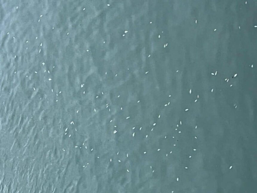 sute de pesti morti in raul bistrita reprezentantii directiei sanitar veterinare au recoltat probe 69a7fd8531170