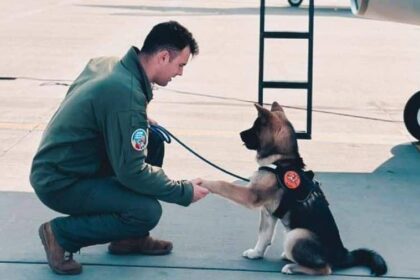 un militar de 30 de ani a murit dupa ce a incercat sa salveze un caine cazut intr un bazin cu apa la baza 86 aeriana borcea 69b0a7e58f999