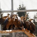 vulturii suri revin in romania dupa mai bine de 70 de ani primele 25 de exemplare au ajuns in masivul fagaras 69aedece3f567