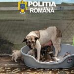 amenda uriasa pentru un iesean care a abandonat o catelusa cu sase pui in apropierea unei paduri 69f13a5a861e3