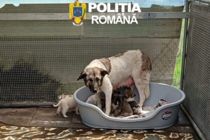 amenda uriasa pentru un iesean care a abandonat o catelusa cu sase pui in apropierea unei paduri 69f13a5a861e3