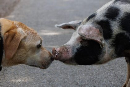 bagat la puscarie pentru ani buni din pricina animalelor la un pas de a ucide din cauza unui porc haituit si muscat de cainii vecinului 69daef5011382