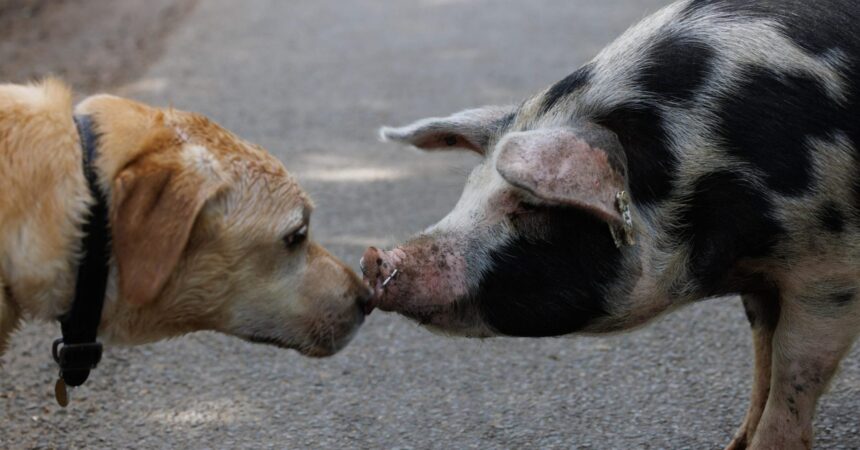 bagat la puscarie pentru ani buni din pricina animalelor la un pas de a ucide din cauza unui porc haituit si muscat de cainii vecinului 69daef5011382