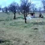 bataie la o stana din iasi doi agresori au ajuns dupa gratii 69e2332b8e650