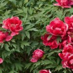 bujori in valoare de 20 000 de euro furati dintr o sera din capitala cinci persoane prinse in flagrant de politisti 69de66709b379