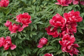 bujori in valoare de 20 000 de euro furati dintr o sera din capitala cinci persoane prinse in flagrant de politisti 69de66709b379