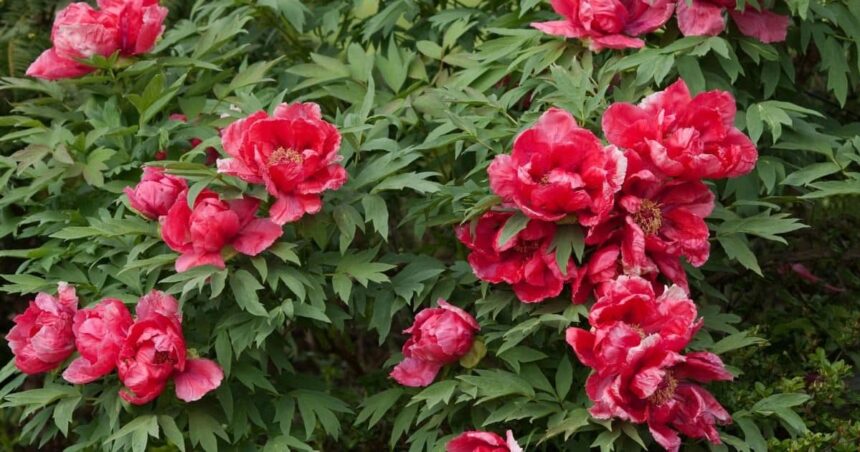 bujori in valoare de 20 000 de euro furati dintr o sera din capitala cinci persoane prinse in flagrant de politisti 69de66709b379