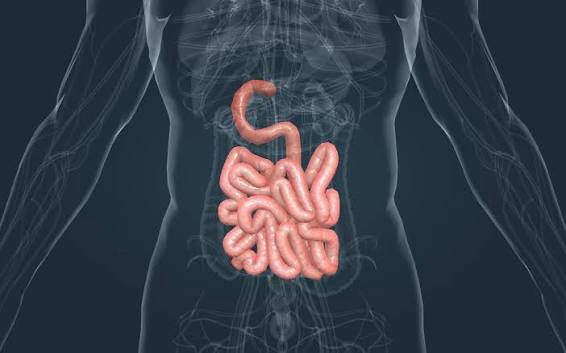 care este veriga esentiala a digestiei dr gabriela canschi iti ofera raspunsul 69f18a0d455ab