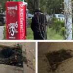 copaci scosi din radacina la iasi martorii acuzaun barbat ii smulgea cu o ranga 69f34fa56f020