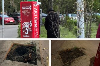 copaci scosi din radacina la iasi martorii acuzaun barbat ii smulgea cu o ranga 69f34fa56f020