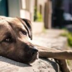 doi barbati din judetul olt sunt cercetati dupa ce au legat un caine de un copac iar acesta a murit 69d76c83a573f