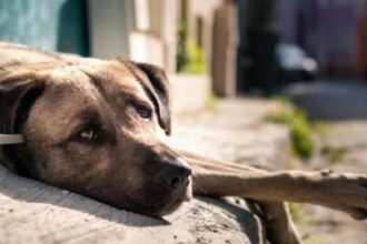 doi barbati din judetul olt sunt cercetati dupa ce au legat un caine de un copac iar acesta a murit 69d76c83a573f