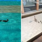 foto o ratusca si puii sai au devenit noua atractie de la palas iasi daca nu se balacesc in lacul din zona umbla printre vizitatori 69f2f42c05962