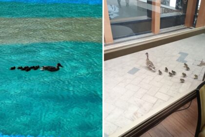 foto o ratusca si puii sai au devenit noua atractie de la palas iasi daca nu se balacesc in lacul din zona umbla printre vizitatori 69f2f42c05962