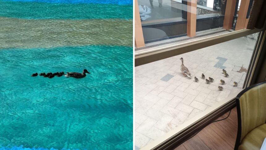 foto o ratusca si puii sai au devenit noua atractie de la palas iasi daca nu se balacesc in lacul din zona umbla printre vizitatori 69f2f42c05962