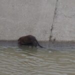 foto video castor sau sobolan urias pe bahlui animal surprins in zona podu ros 69ce264d89f52