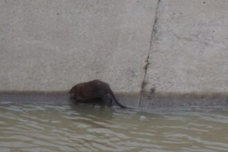 foto video castor sau sobolan urias pe bahlui animal surprins in zona podu ros 69ce264d89f52