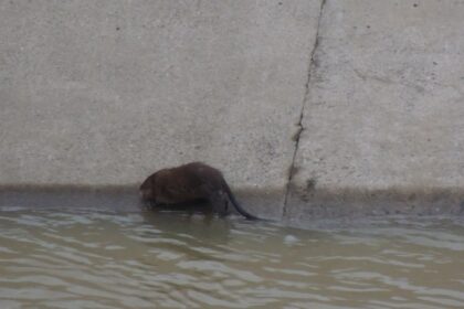 foto video castor sau sobolan urias pe bahlui animal surprins in zona podu ros 69ce264d89f52
