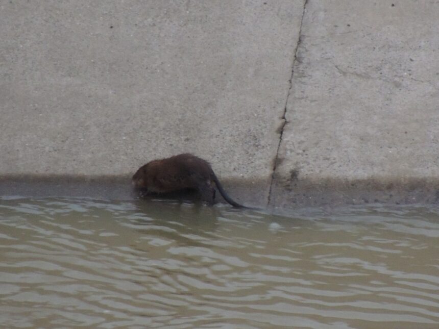 foto video castor sau sobolan urias pe bahlui animal surprins in zona podu ros 69ce264d89f52