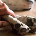 ieseanca cercetata dupa ce a determinat un adolescent sa omoare un caine cu un harlet in timp ce un barbat il incuraja si filma 69dfd41461a53