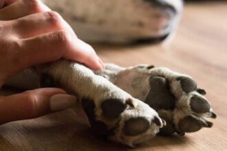 ieseanca cercetata dupa ce a determinat un adolescent sa omoare un caine cu un harlet in timp ce un barbat il incuraja si filma 69dfd41461a53