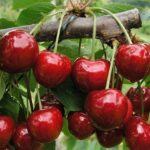 la cirese varianta de costuleni agresorii l au legat pe cel acuzat de furt si l au plimbat asa prin tot satul cand a venit politia au spus ca nu li s a furat de fapt nimic 69d1bf6ea2a8e