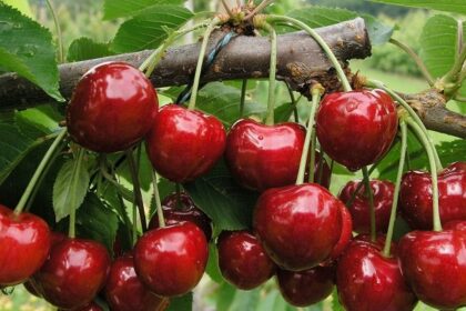 la cirese varianta de costuleni agresorii l au legat pe cel acuzat de furt si l au plimbat asa prin tot satul cand a venit politia au spus ca nu li s a furat de fapt nimic 69d1bf6ea2a8e