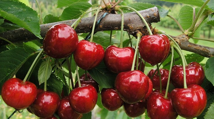 la cirese varianta de costuleni agresorii l au legat pe cel acuzat de furt si l au plimbat asa prin tot satul cand a venit politia au spus ca nu li s a furat de fapt nimic 69d1bf6ea2a8e