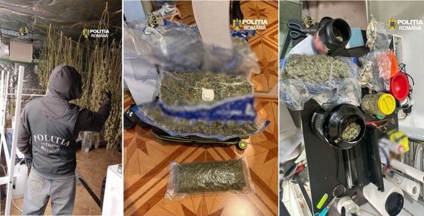 laborator clandestin pentru producerea de hasis si ulei de canabis descoperit in valcea video 69e8a5203ed05