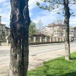 locatarii unui cartier din iasi se tem sa treaca pe trotuar din cauza unui copac putrezit au cerut la primarie indepartarea arborelui insa nu s a intamplat nimic 69ebf94d0851e