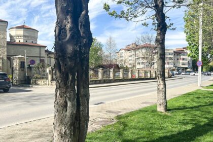 locatarii unui cartier din iasi se tem sa treaca pe trotuar din cauza unui copac putrezit au cerut la primarie indepartarea arborelui insa nu s a intamplat nimic 69ebf94d0851e