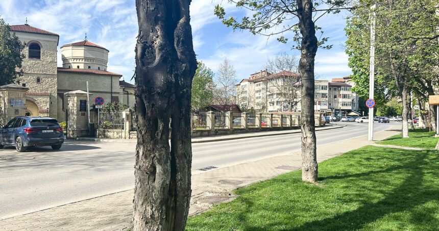 locatarii unui cartier din iasi se tem sa treaca pe trotuar din cauza unui copac putrezit au cerut la primarie indepartarea arborelui insa nu s a intamplat nimic 69ebf94d0851e