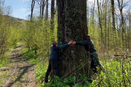 ministrul mediului anunta salvarea arborilor seculari din jurul municipiului iasi care fusesera marcati si urmau sa fie taiati 69e3743441c1a