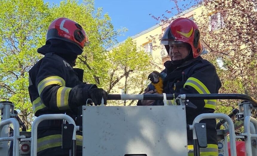 misiune speciala a pompierilor din turda care au salvat un pui de papagal din varful unui brad 69ee975f99c23