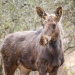 moment istoric pentru biodiversitatea romaniei elanul revine in padurile administrate de romsilva in parcul natural vanatori neamt 69ef634b813df