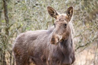 moment istoric pentru biodiversitatea romaniei elanul revine in padurile administrate de romsilva in parcul natural vanatori neamt 69ef634b813df