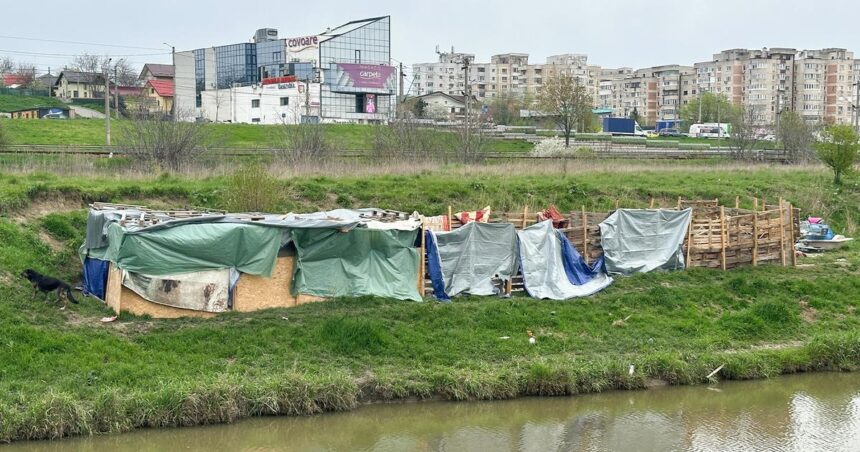 padoc clandestin la marginea orasului iasi peste 30 de caini sunt tinuti in conditii improprii 69e6b32f5832b