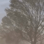 pieton ranit de o creanga doborata de vant 69ede155e5cff 1