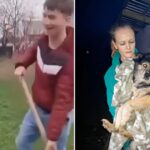 politistii au prins un huligan care s a filmat lovind un caine cu un harlet in cap la harlau 69cec10d31d51