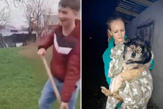 politistii au prins un huligan care s a filmat lovind un caine cu un harlet in cap la harlau 69cec10d31d51