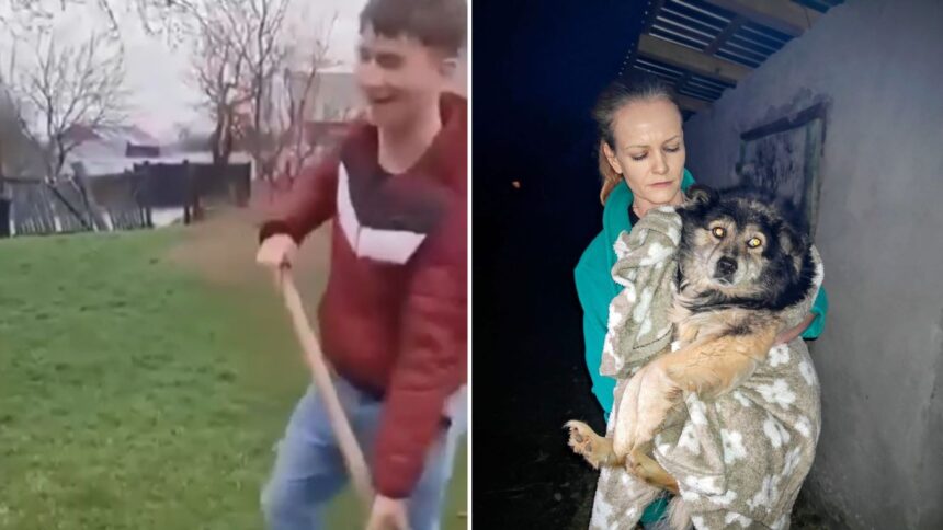 politistii au prins un huligan care s a filmat lovind un caine cu un harlet in cap la harlau 69cec10d31d51