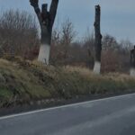 sefii judetului au decis taierea a peste 1 000 de arbori de pe sosele risc pentru circulatie lista drumurilor care vor ramane fara copaci pe margine 69f007519c11d