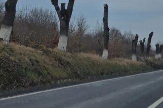 sefii judetului au decis taierea a peste 1 000 de arbori de pe sosele risc pentru circulatie lista drumurilor care vor ramane fara copaci pe margine 69f007519c11d