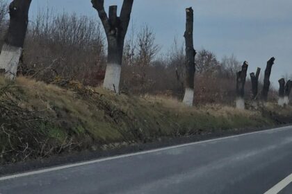 sefii judetului au decis taierea a peste 1 000 de arbori de pe sosele risc pentru circulatie lista drumurilor care vor ramane fara copaci pe margine 69f007519c11d