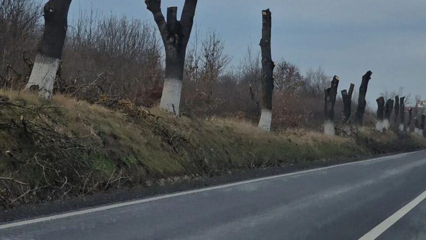 sefii judetului au decis taierea a peste 1 000 de arbori de pe sosele risc pentru circulatie lista drumurilor care vor ramane fara copaci pe margine 69f007519c11d