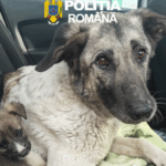 si a abandonat cainele cu sase pui pe camp amenda usturatoare pentru un barbat din iasi 69ef507f7c59c 1