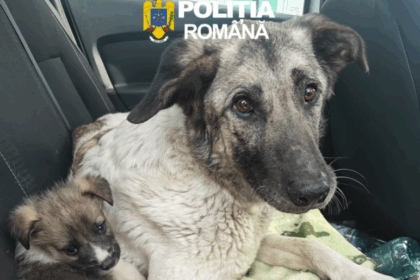 si a abandonat cainele cu sase pui pe camp amenda usturatoare pentru un barbat din iasi 69ef507f7c59c 1